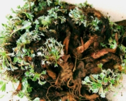 Pasuchaca Plant
