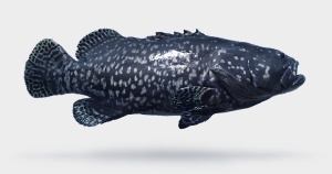 Giant Grouper
