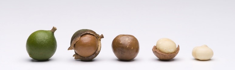 Macadamia Nut